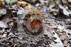 Young Satan`s bolete grew in the deciduous forest