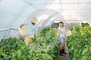Young satisfied family couple picking pepper in the baskets in the greenhouse and smiling for vegetables they planted as small bus