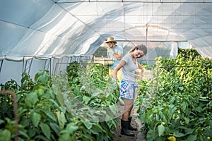 Young satisfied family couple picking pepper in the baskets in the greenhouse and smiling for vegetables they planted as small bus