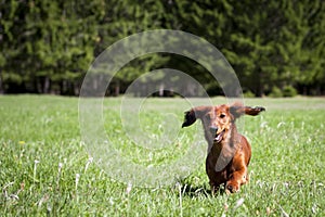 Joven embutido el perro empieza k en fresco césped verde 