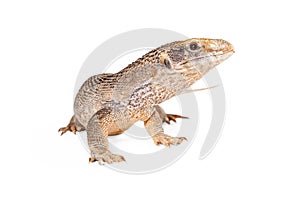 Young Savannah Monitor Lizard