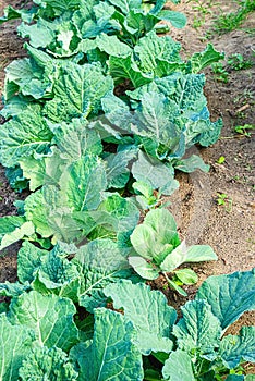 young savoy cabbage in the beds in the garden