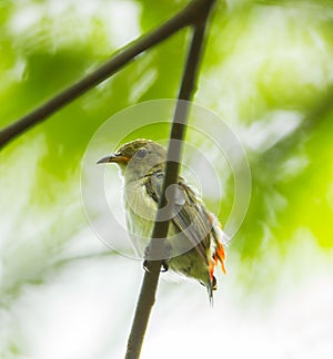 Young Scarlet-backed Flowerpecker