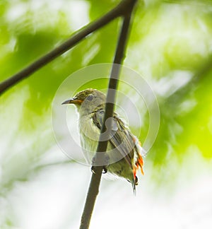Young Scarlet-backed Flowerpecker photo