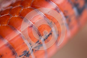 Young Scarlet kingsnake Lampropeltis elapsoides. Nonpoisonous snake with a three colored, which characterizes mimicry