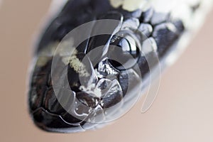 Young Scarlet kingsnake Lampropeltis elapsoides. Nonpoisonous snake with a three colored, which characterizes mimicry photo