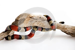 Young Scarlet kingsnake Lampropeltis elapsoides on a wooden curved snag. Nonpoisonous snake with a three colored, which
