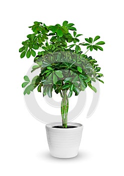 Young Schefflera a potted plant isolated over white