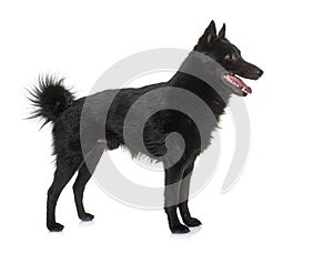 Young Schipperke dog