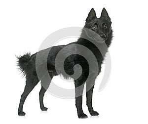 Young Schipperke dog