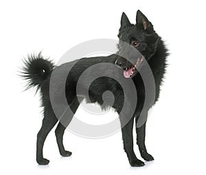 Young Schipperke dog