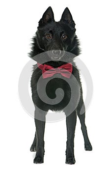 Young Schipperke dog