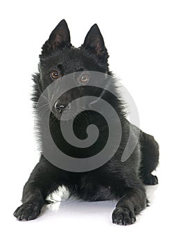 Young Schipperke dog