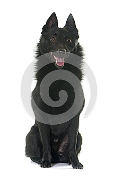 Young Schipperke dog