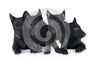 young Schipperke in studio