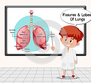 Young scientist explaining fissures and lobes of lungs in front of a board in laboratory