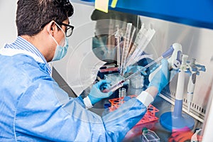 Young scientist working in a safety laminar air flow cabinet