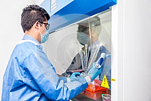 Young scientist working in a safety laminar air flow cabinet