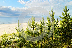 Young Scots or Scotch pine Pinus sylvestris trees growing on dunes near Baltic sea.