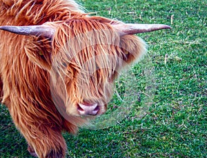 Young scottish highland cow