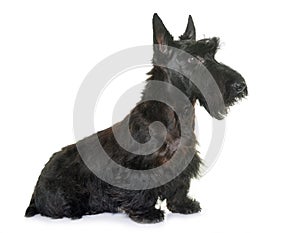 Young scottish terrier