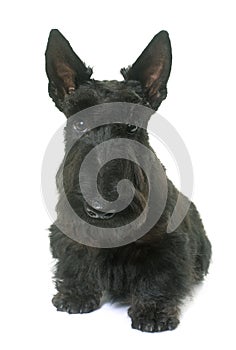 Young scottish terrier