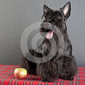 Young scottish terrier on a tartan cloth with apple