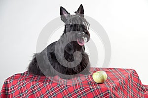 Young scottish terrier on a tartan cloth with apple