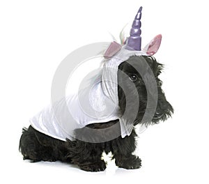 Young scottish terrier unicorn