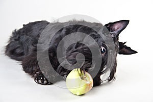 Young scottish terrier on a white background with apple