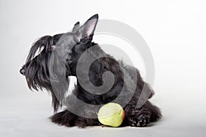 Young scottish terrier on a white background with apple