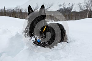 Young scottish terrier in a yellow collar is sitting in the snow on a background of mountains