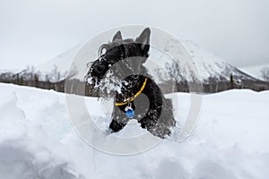 Young scottish terrier in a yellow collar is sitting in the snow on a background of mountains