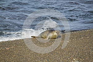 Young Sea Elephant on coast