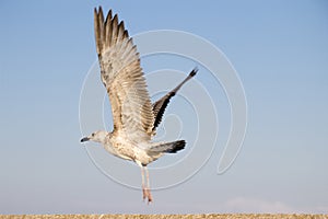 Young sea gull taking off close up