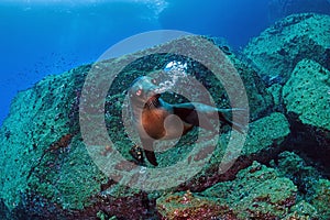 Young sea lion blowing bubbles, Wolf Island, Galapagos