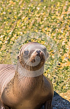 Young Sea Lion Portrait