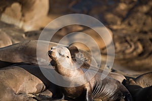 Young Sea Lion Posing on the cliffs in La Jolla California , USA