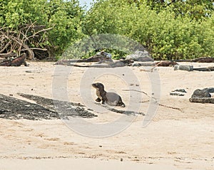 A young Sea Lion Pup on Sandy beach. Galapagos
