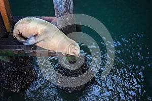 Young sea lion sleeping on a wooden pier under Cannery Row at Monterey Bay, Monterey, California, USA