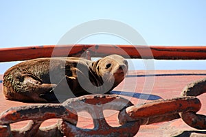 Young Sea lion sunbathes on a buoy photo