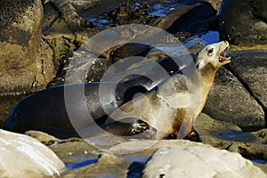 Young sea lion vocalizing