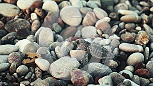 Young sea turtle lying on stones of sea coast and looking for water