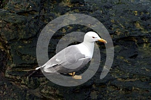 Young seagul near the Black Sea