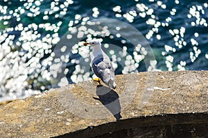 Young Seagul ready to take off and fly