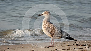 Young Seagull on the beach in North Holland, the Netherlands