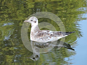 Young seagull bird