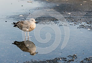 young seagull bird