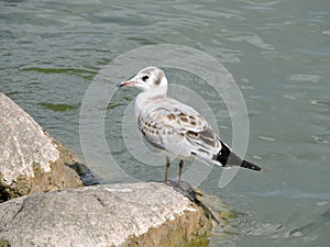 Young seagull bird