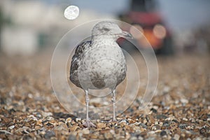 A young seagull in Brighton with a blurry background.